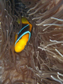   Clown Fish Home. Home  